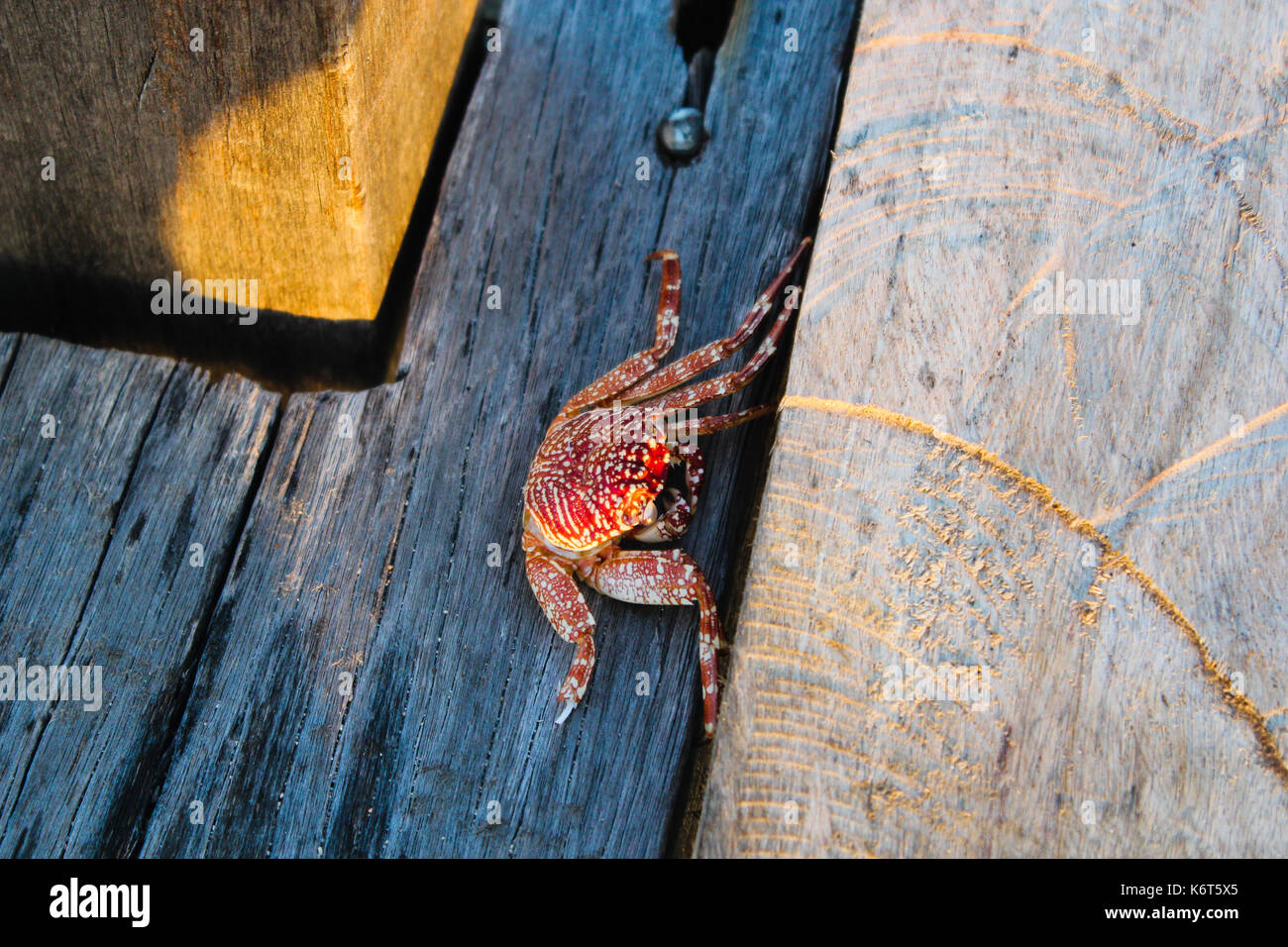Eine Krabbe leise wanderte auf der Kanawa Pier Stockfoto