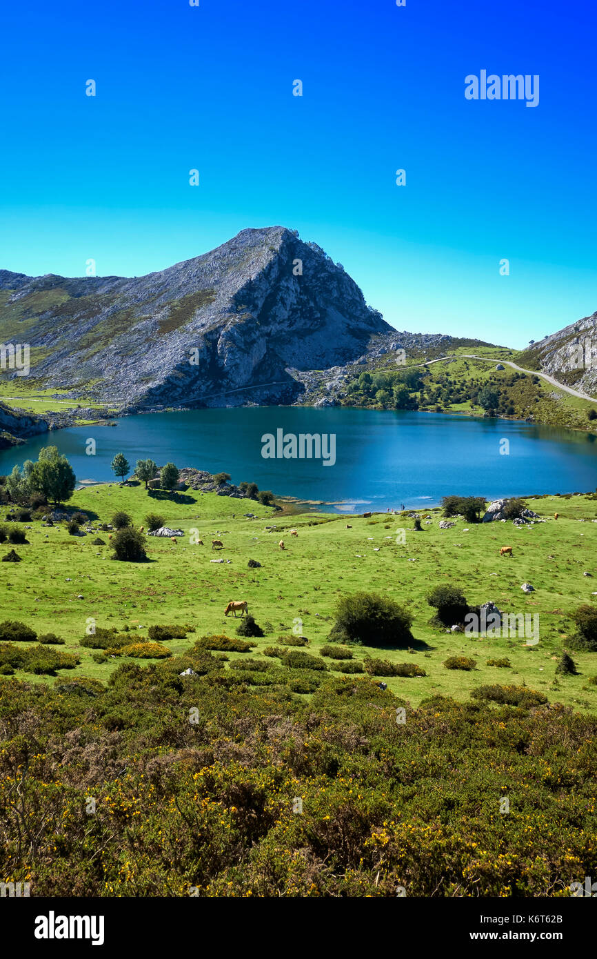 Blick auf Lago Enol im Sommer, Bergsee in den Picos de Europa National Park. Asturien. Spanien. Stockfoto