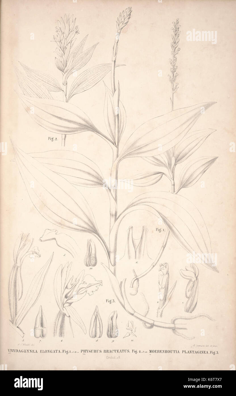 Flora Javae et insularum adjacentium (Orchidee 30) BHL 35806304 Stockfoto
