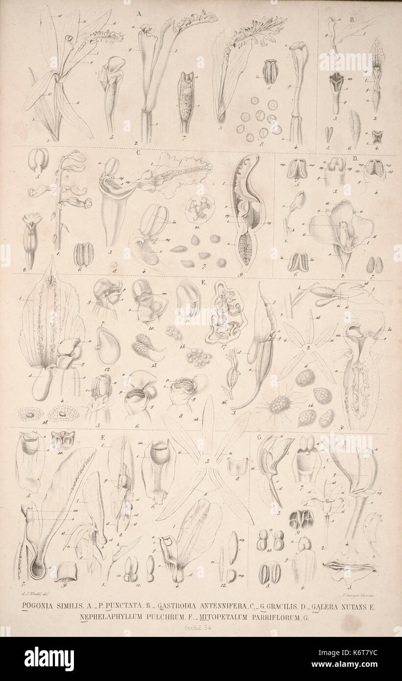 Flora Javae et insularum adjacentium (Orchidee 56) BHL 35806330 Stockfoto
