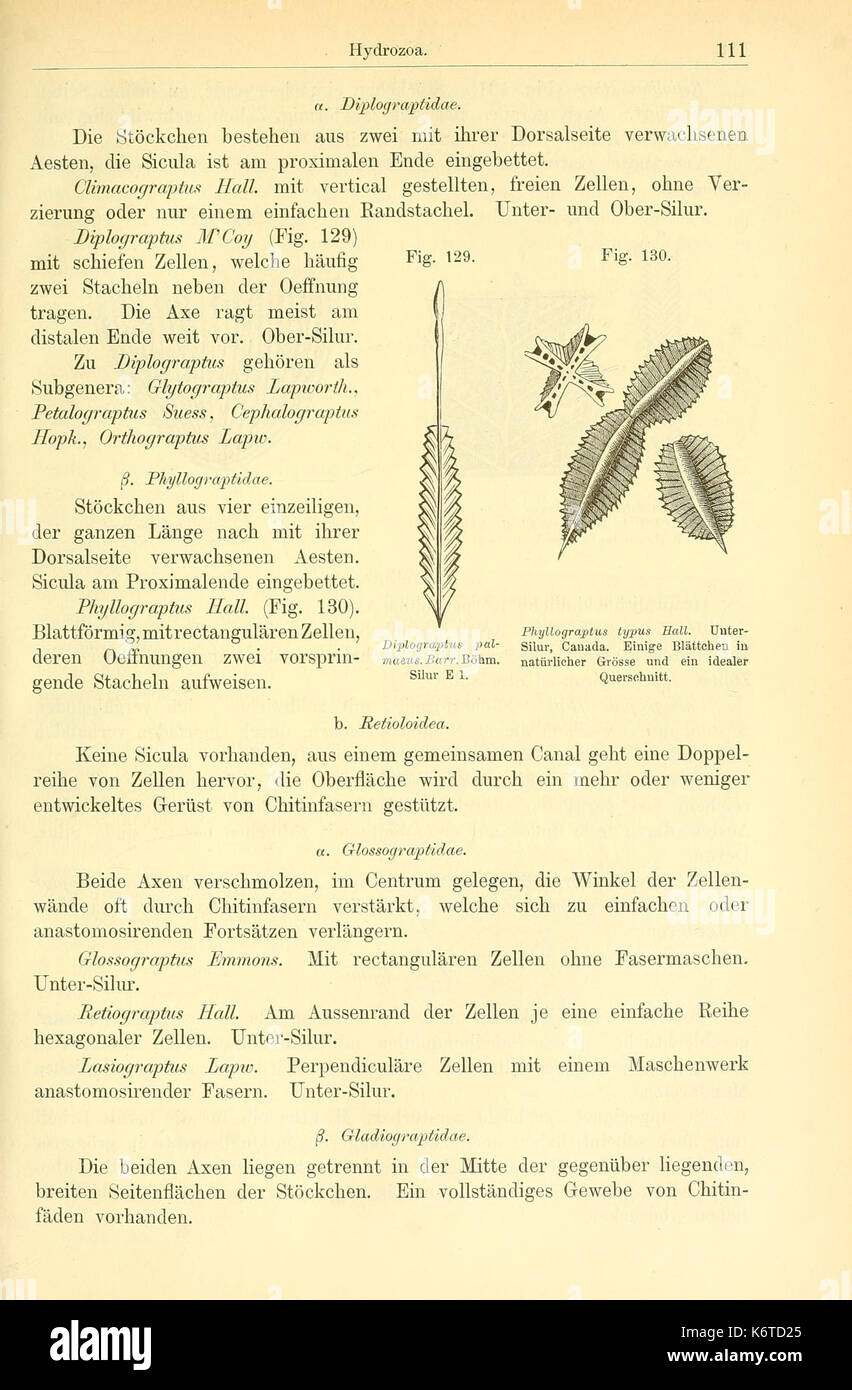 Der paleontologie (Seite 111, Abb. 129 130) BHL 14893838 Stockfoto