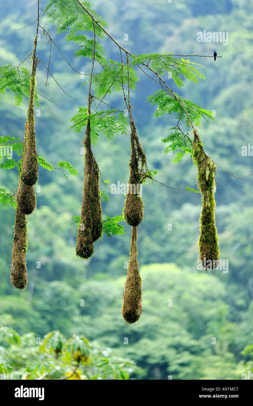 Costa Rica, Provinz Limon Limon, Pacuare Lodge, Nest einer Kolonie von Cassiques de Montezuma Stockfoto