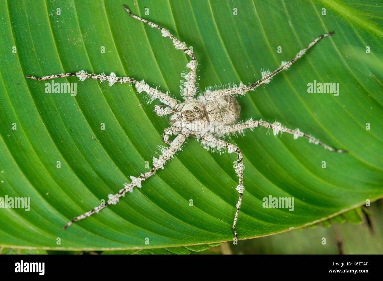 Papua-neuguinea, Oro Provinz, Magalas Plateau, Spider Stockfoto
