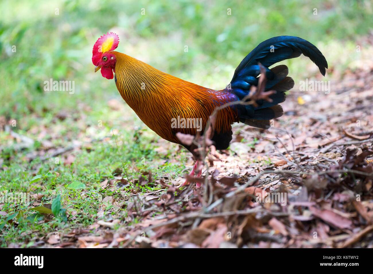 Sri Lanka, Westküste Sri Lanka, Wilpattu nationalen patk, Sri Lanka lafayetii Junglefowl (Gallus) Stockfoto