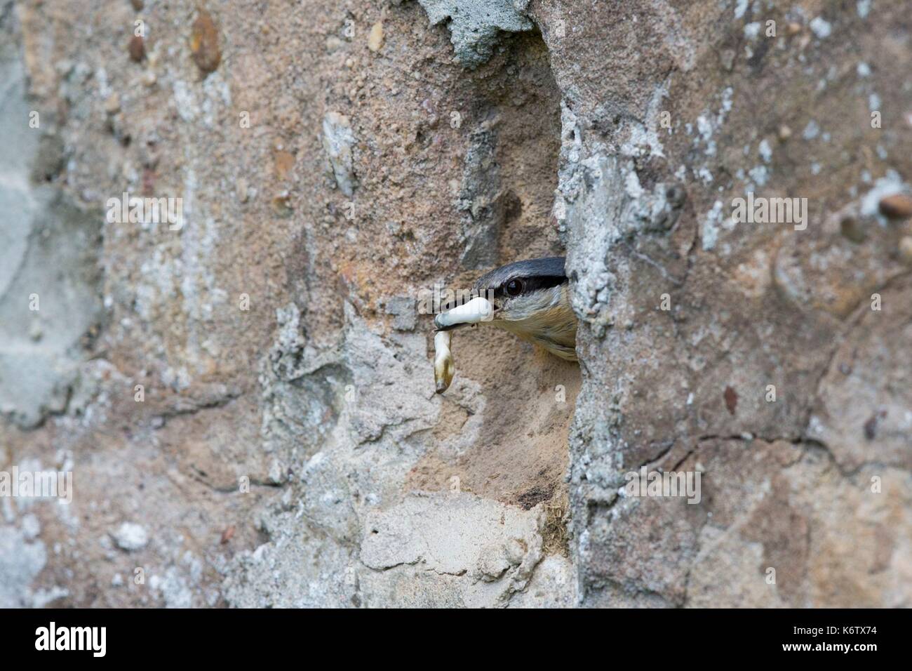 Europa, Frankreich, Elsass, Obernai, Eurasischen Kleiber oder Holz Kleiber (Sitta europaea), Vogel füttern Junge in einem Hohlraum zwischen den Steinen eine Mauer, der Eingang Loch ist teilweise Mauerwerk, der Vogel nimmt eine fäkale Tasche für Nest Hygiene Stockfoto