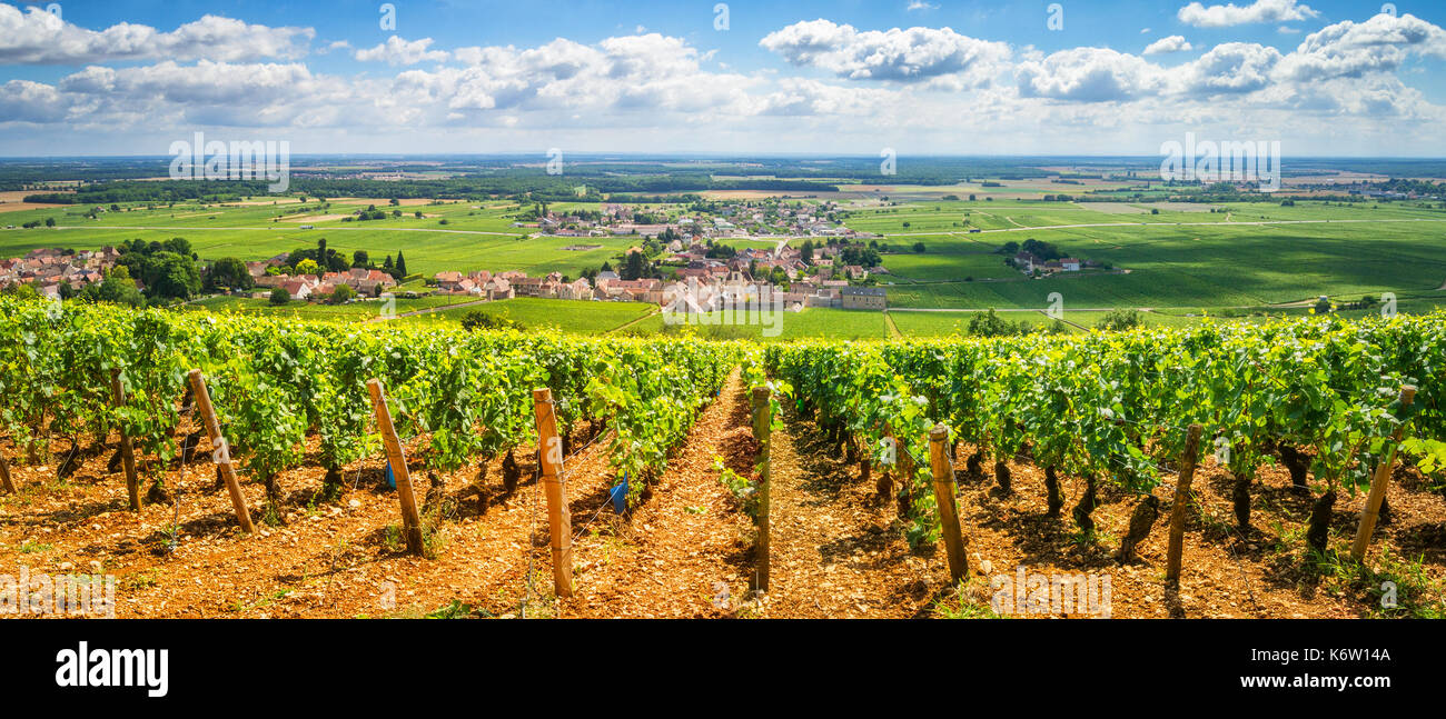 Weinberge in Burgund, Frankreich Stockfoto