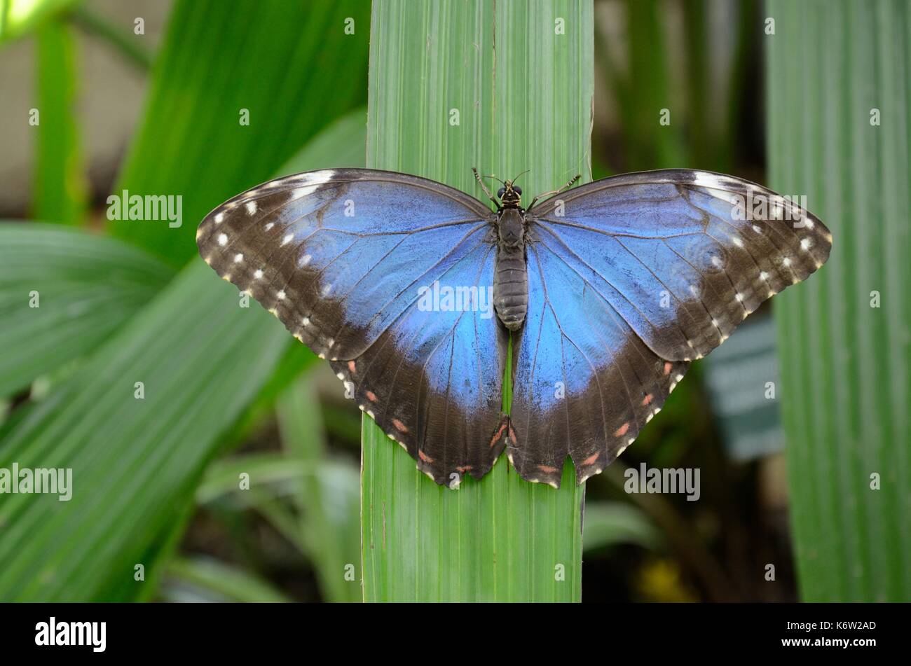 Blaue Morpho butterfly Butterfly House National Botanic Garden of Wales Carmarthenshire UK GB Stockfoto