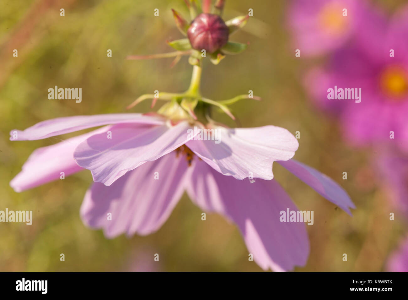 Unterseite eines Lila Kosmos Blume und Bud Stockfoto