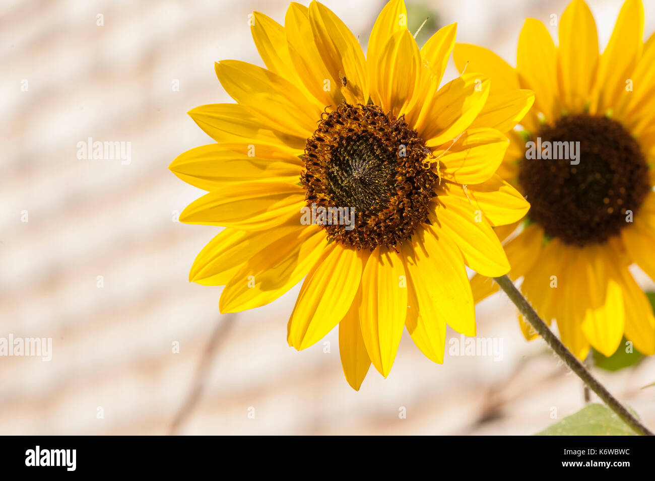 Gelbe Sonnenblumen mit einem hell beleuchtet, aber hellen Hintergrund. Stockfoto