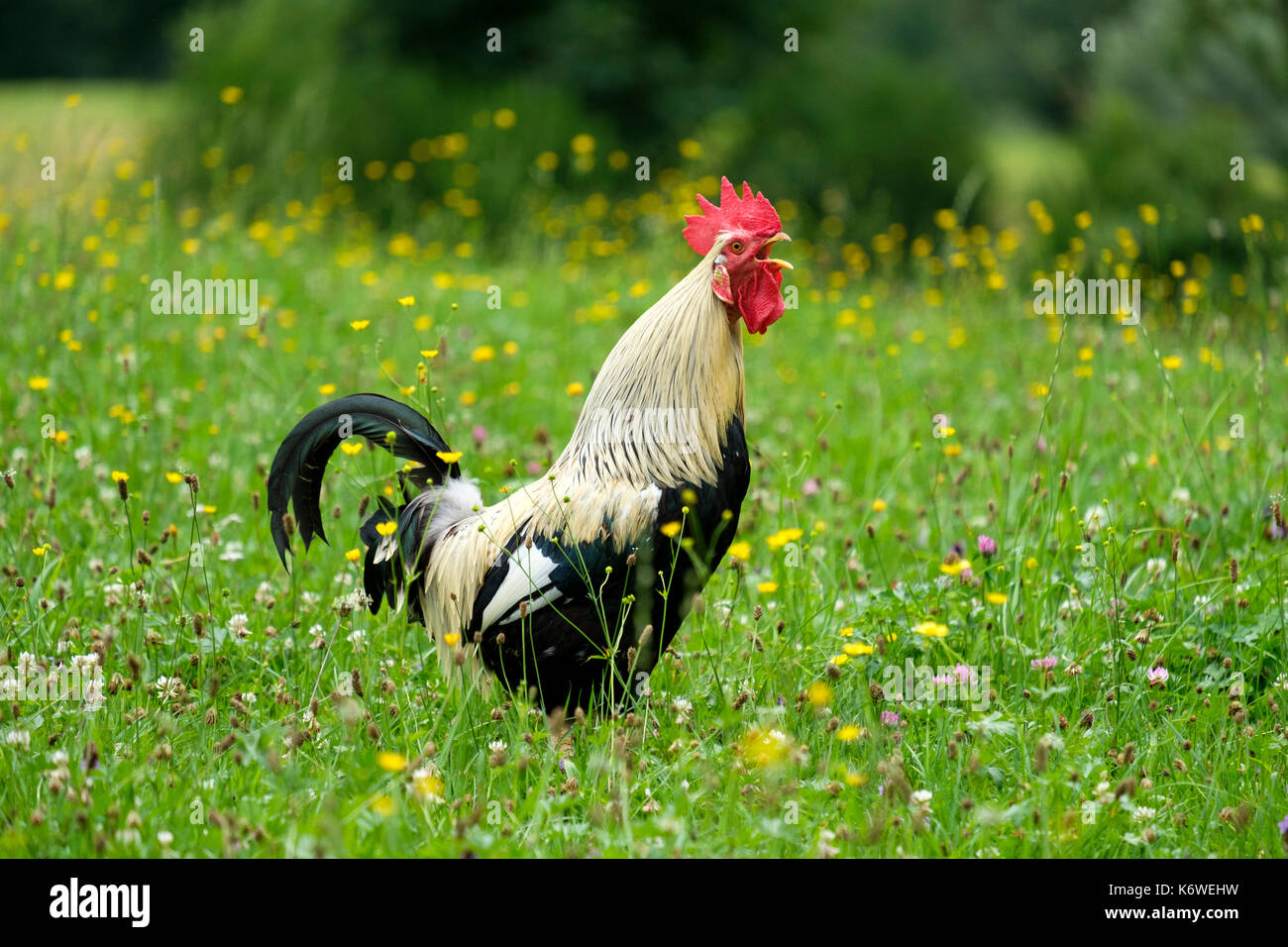 Hahn blumenwiese -Fotos und -Bildmaterial in hoher Auflösung – Alamy