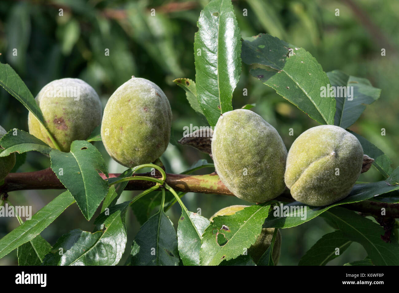Almond tree prunus dulcis -Fotos und -Bildmaterial in hoher Auflösung ...