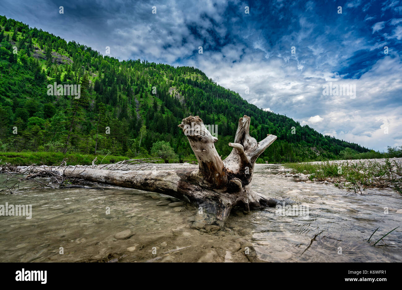 Baumstamm im Fluss, Flussbett der Isar bei Bad Tölz, Oberbayern, Bayern, Deutschland Stockfoto