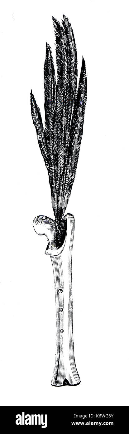 American-Indian knochenflöte Tibia. Südamerika Anfang der Geschichte Stockfoto