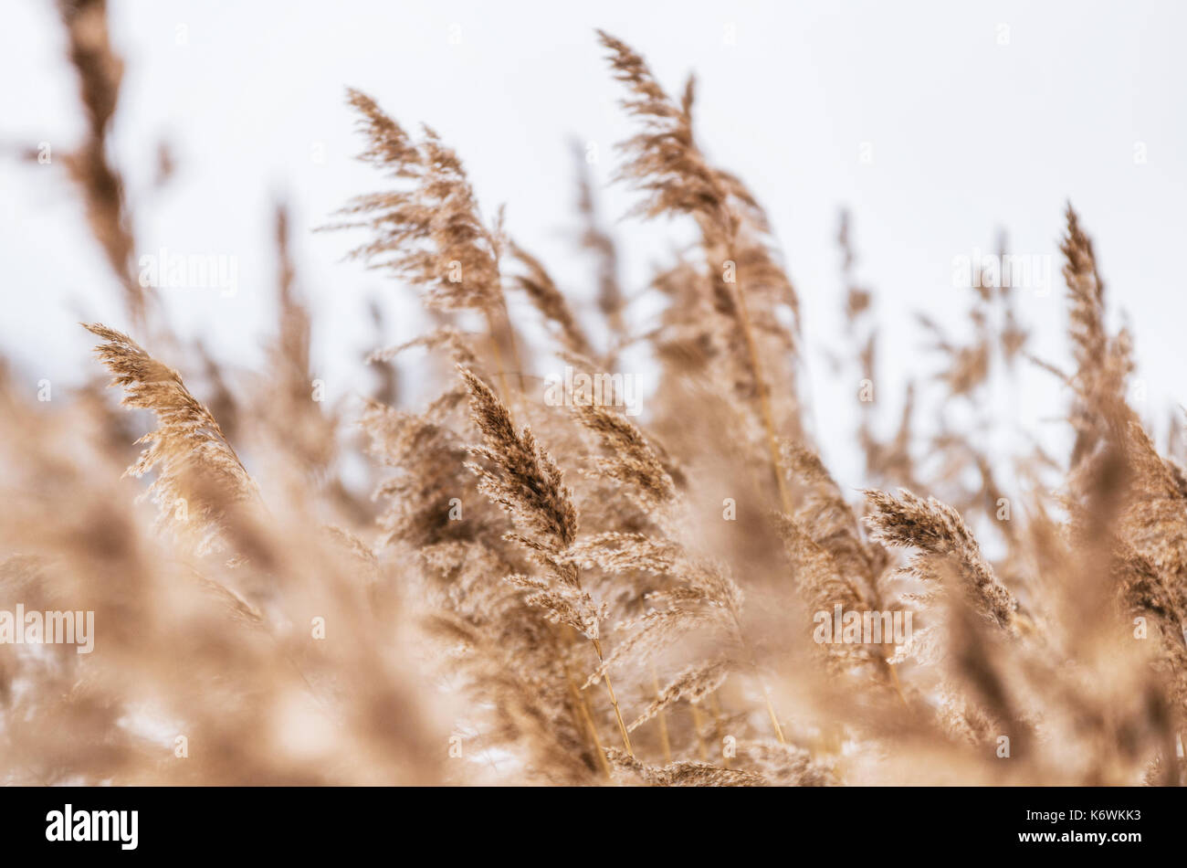 Trockene Rohrkolben im Winter. Kleine Schärfentiefe Stockfoto