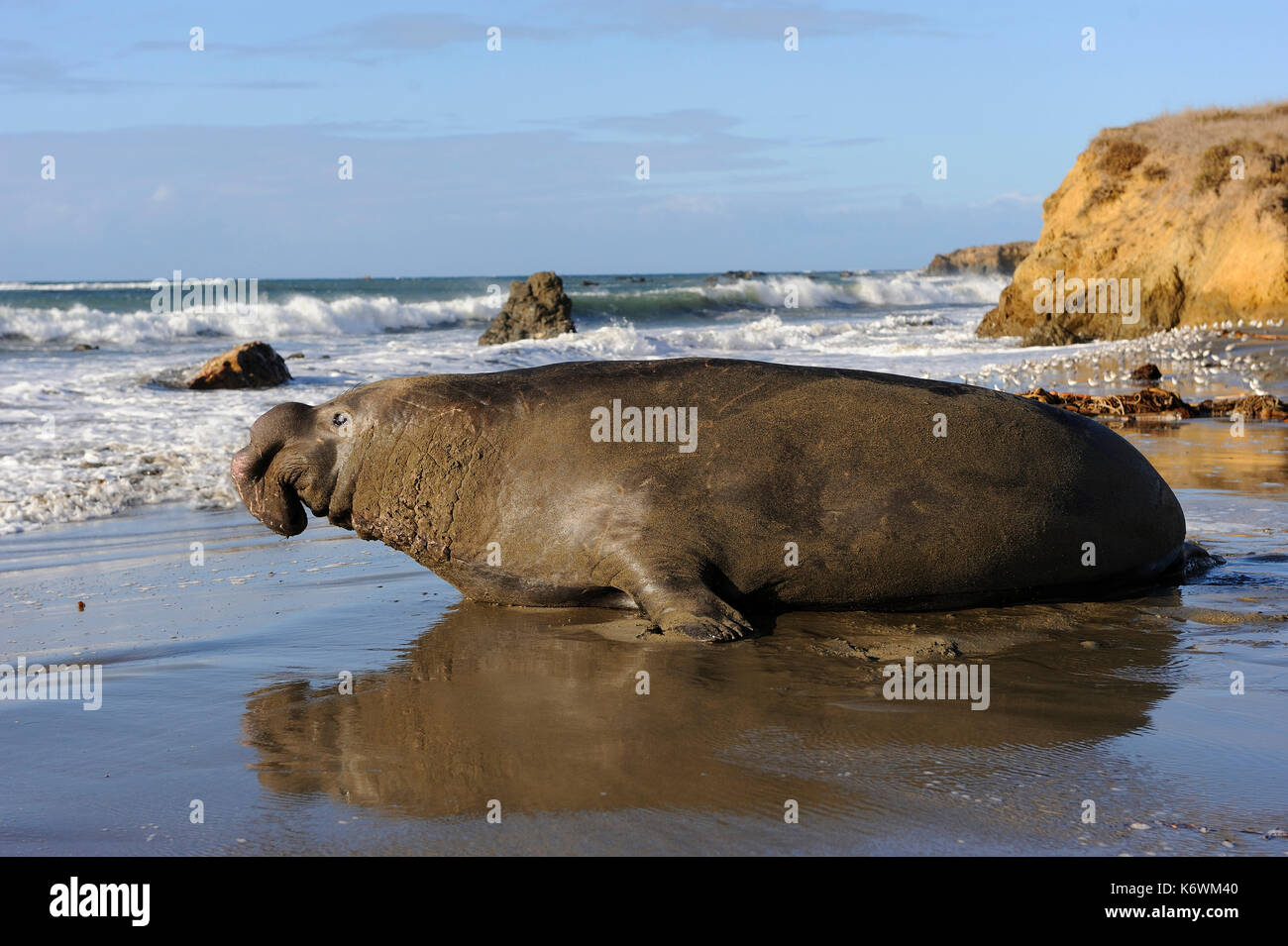 Nördliche See-Elefant (Mirounga leonina angustirostris), am Strand von San Simeon, Piedras Blancas Kolonie, Kalifornien, USA Stockfoto