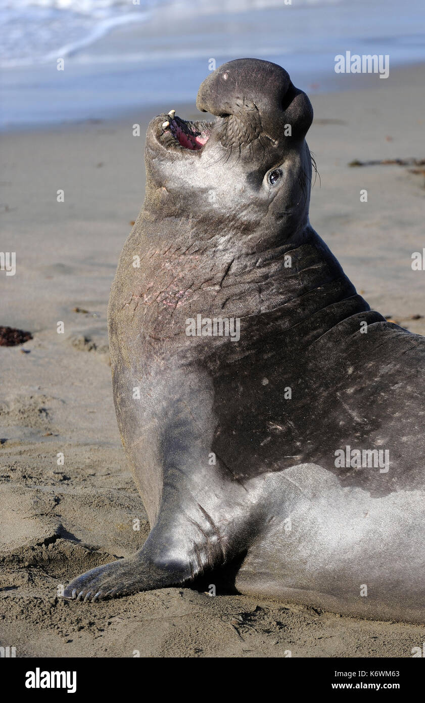 Nördliche See-Elefant (Mirounga leonina angustirostris), Berufung, Strand von San Simeon, Piedras Blancas Kolonie, Kalifornien, USA Stockfoto