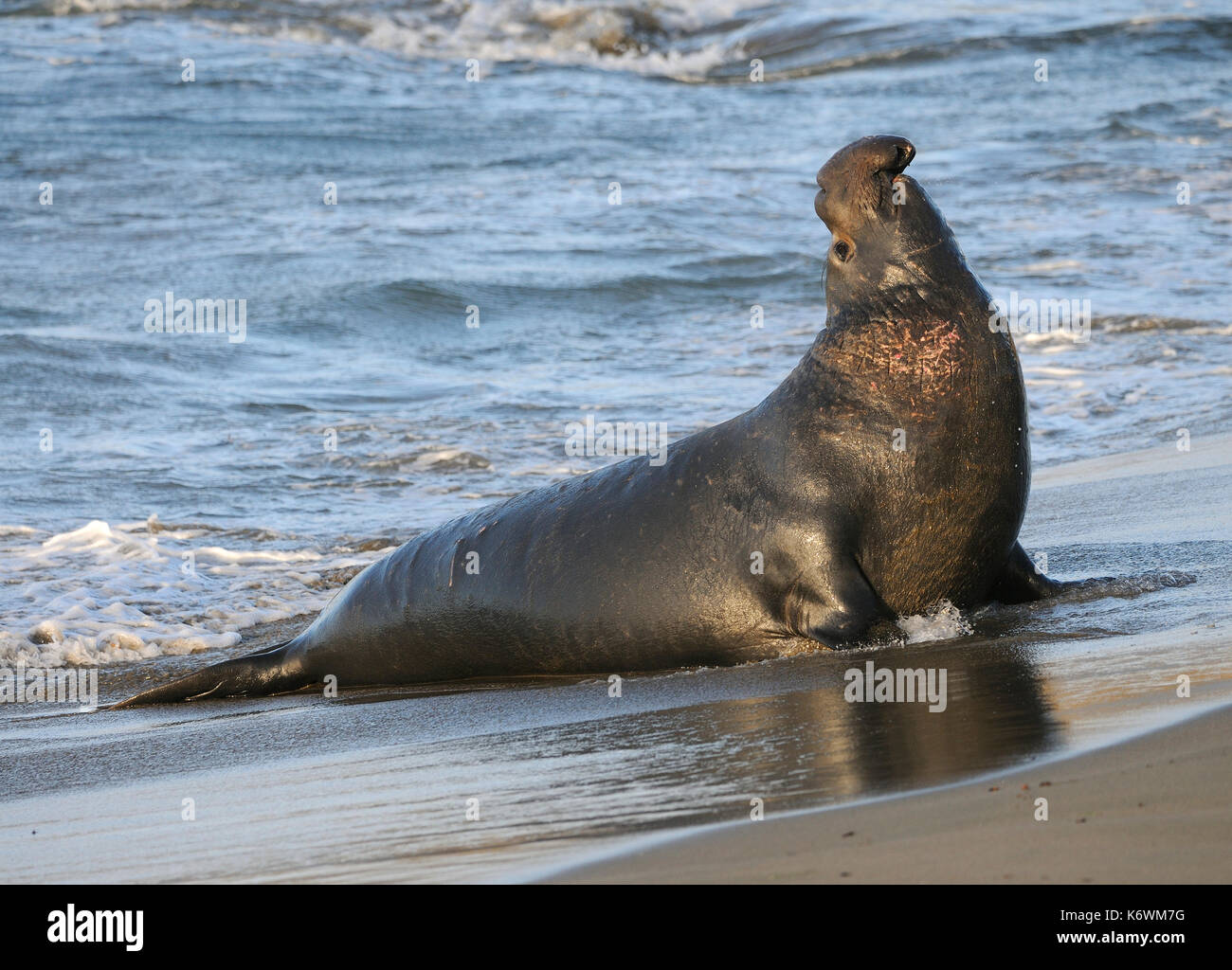 Northern Elephant Sealenbulle (Mirounga leonina angustirostris) geht an Land, Strand von San Simeon, Piedras Blancas Kolonie, Kalifornien Stockfoto