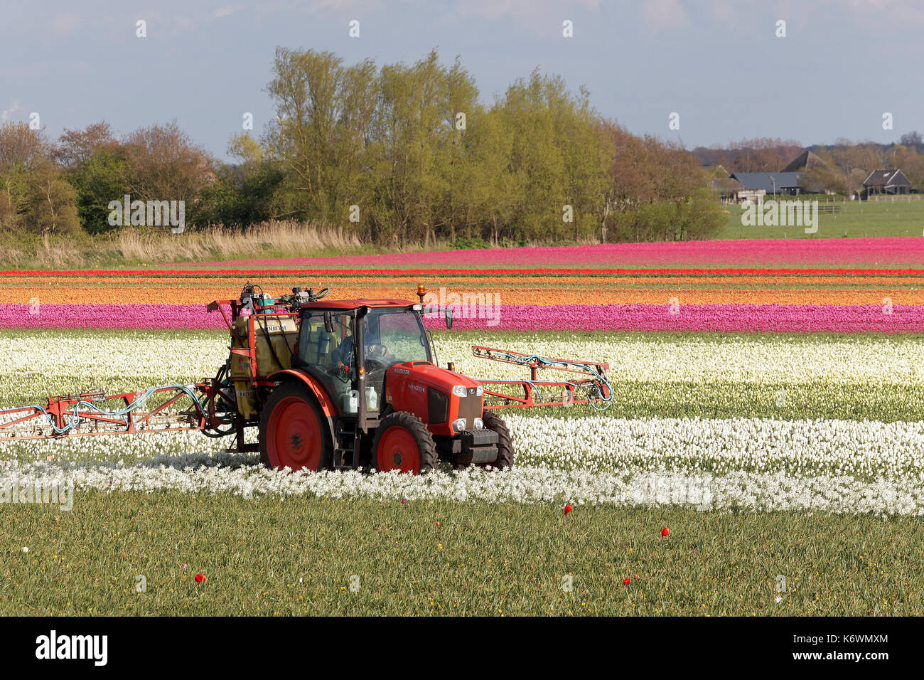 Traktor Düngung blühenden Tulpenfelder in der Nähe von Alkmaar, Noord-Holland, Niederlande Stockfoto