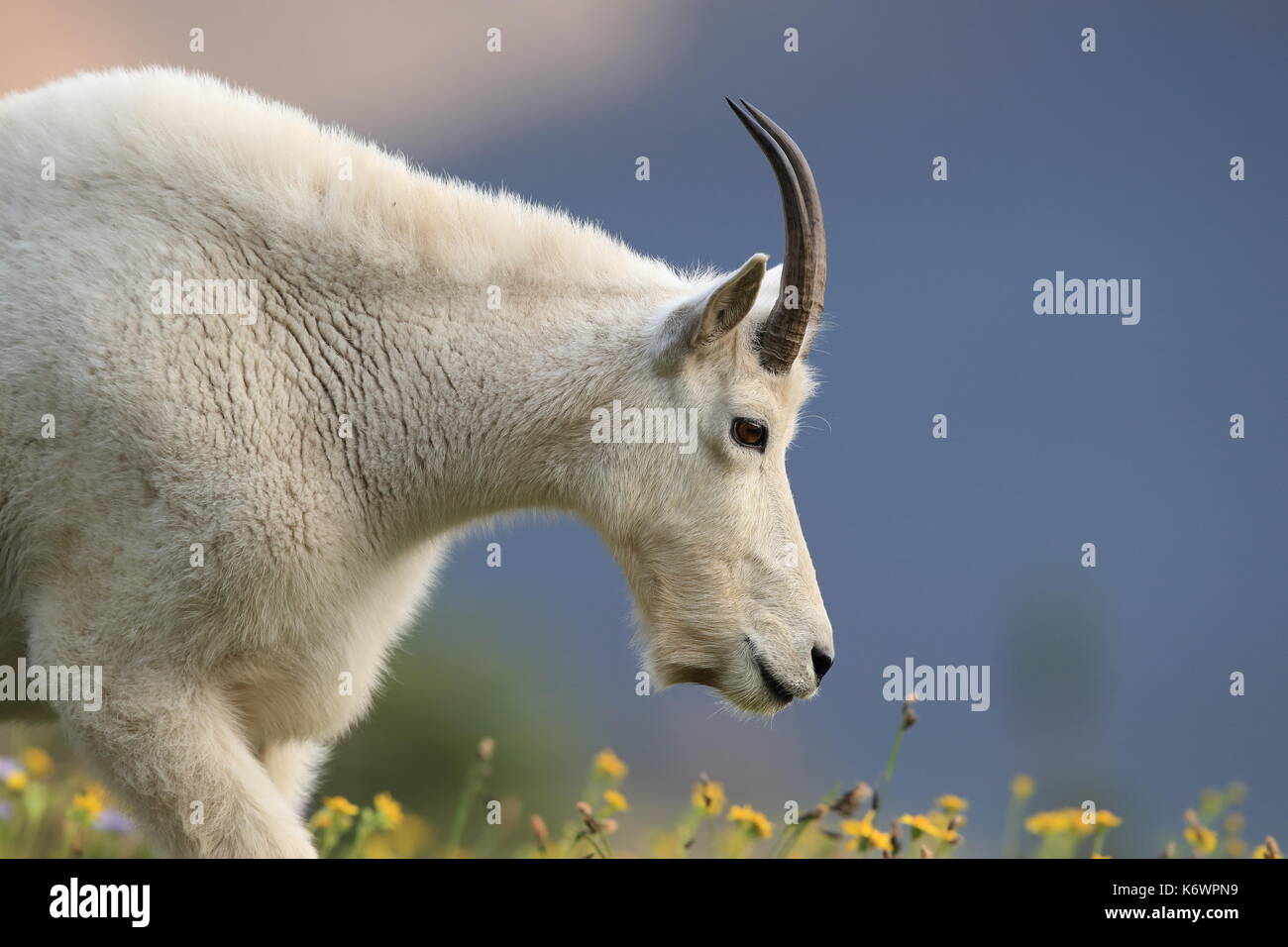 Bergziege Oreamnos Americanus Glacier National Park, Montana USA Stockfoto