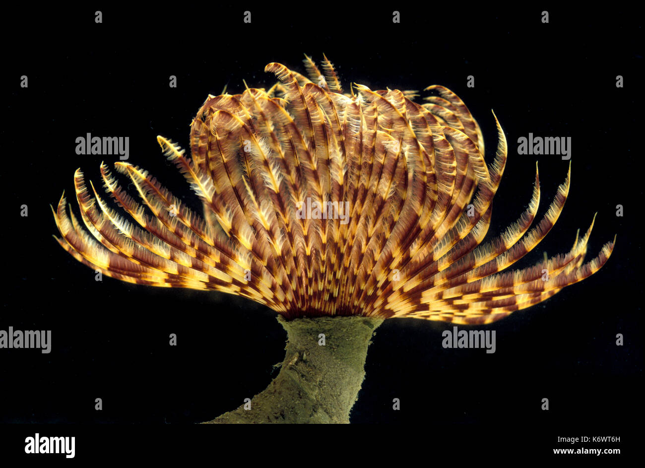 Peacock worm (Sabella pavonina) - fan Worm, marine polychaete Wurm aus der Familie der Sabellidae, erweitert seine Tentakel aus dem Rohr zu füttern b Stockfoto