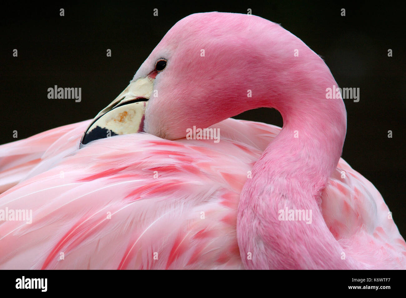 Anden Flamingo, Phoenicoparrus andinus, Captive, im Norden von Chile, Altiplano gefunden, Rosa, Vunerable, bedroht, auf ICUN Rote Liste und der CITES-Liste. Stockfoto