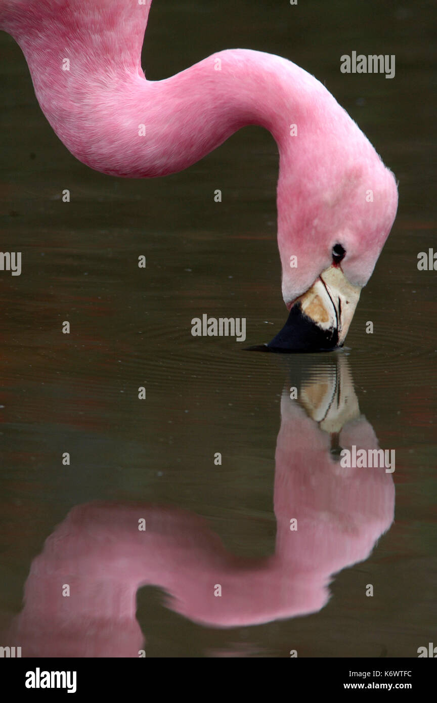 Anden Flamingo, Phoenicoparrus andinus, Fütterung in Wasser, Filtern von Wasser durch Rechnung, Captive, Reflexion, im Norden von Chile, Altiplano gefunden, Rosa Stockfoto