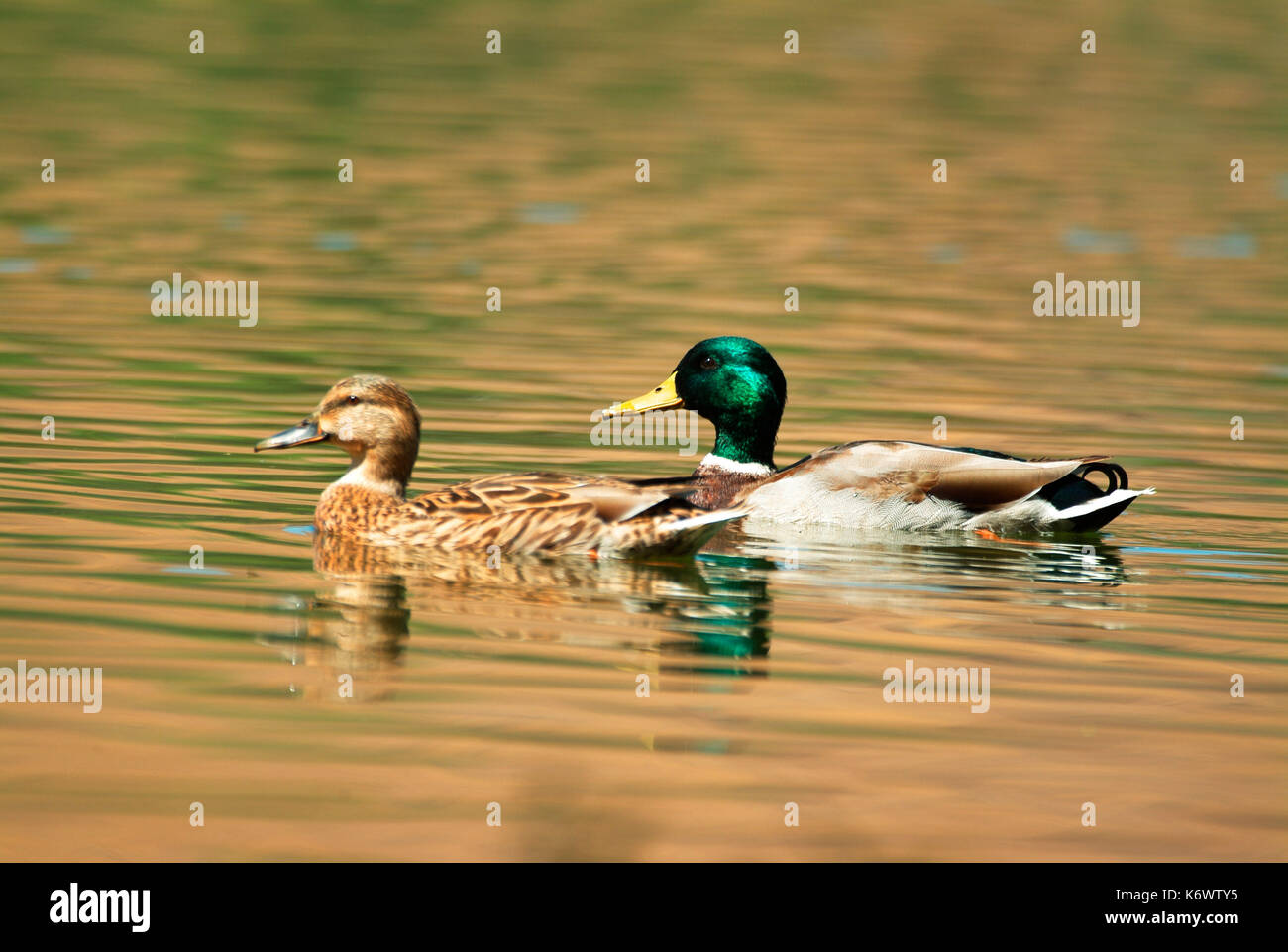 Stockente, Anas platyrhynchos, größte Dabbling Duck in jedem nassen Lebensraum gefunden, männlich in der Zucht Gefieder mit weiblichen, auf dem Wasser. Stockfoto