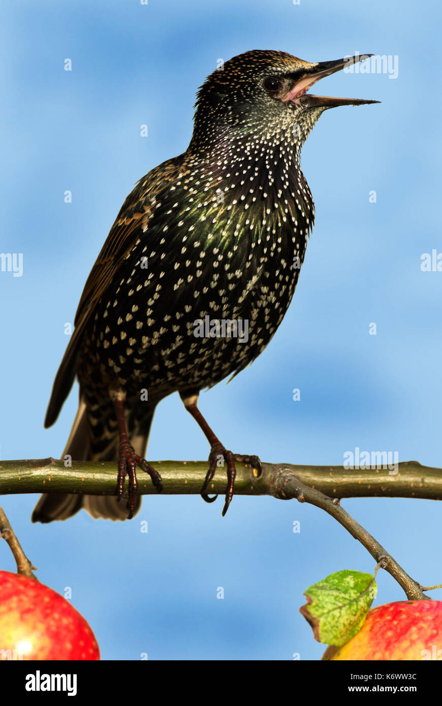 Starling, Sturnus vulgaris, männlichen Gesang, auf Zweig mit Apple im Garten gehockt, Aufruf, Sound, Zirpen. Stockfoto