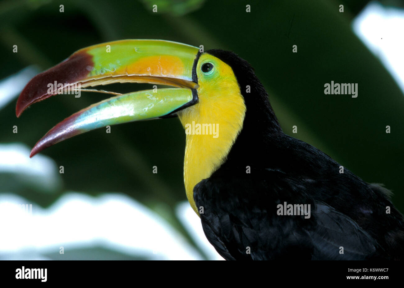 Keel billed Toucan, Ramphastos sulfuratus, Captive, Schnabel geöffnet und zeigt Zunge Stockfoto