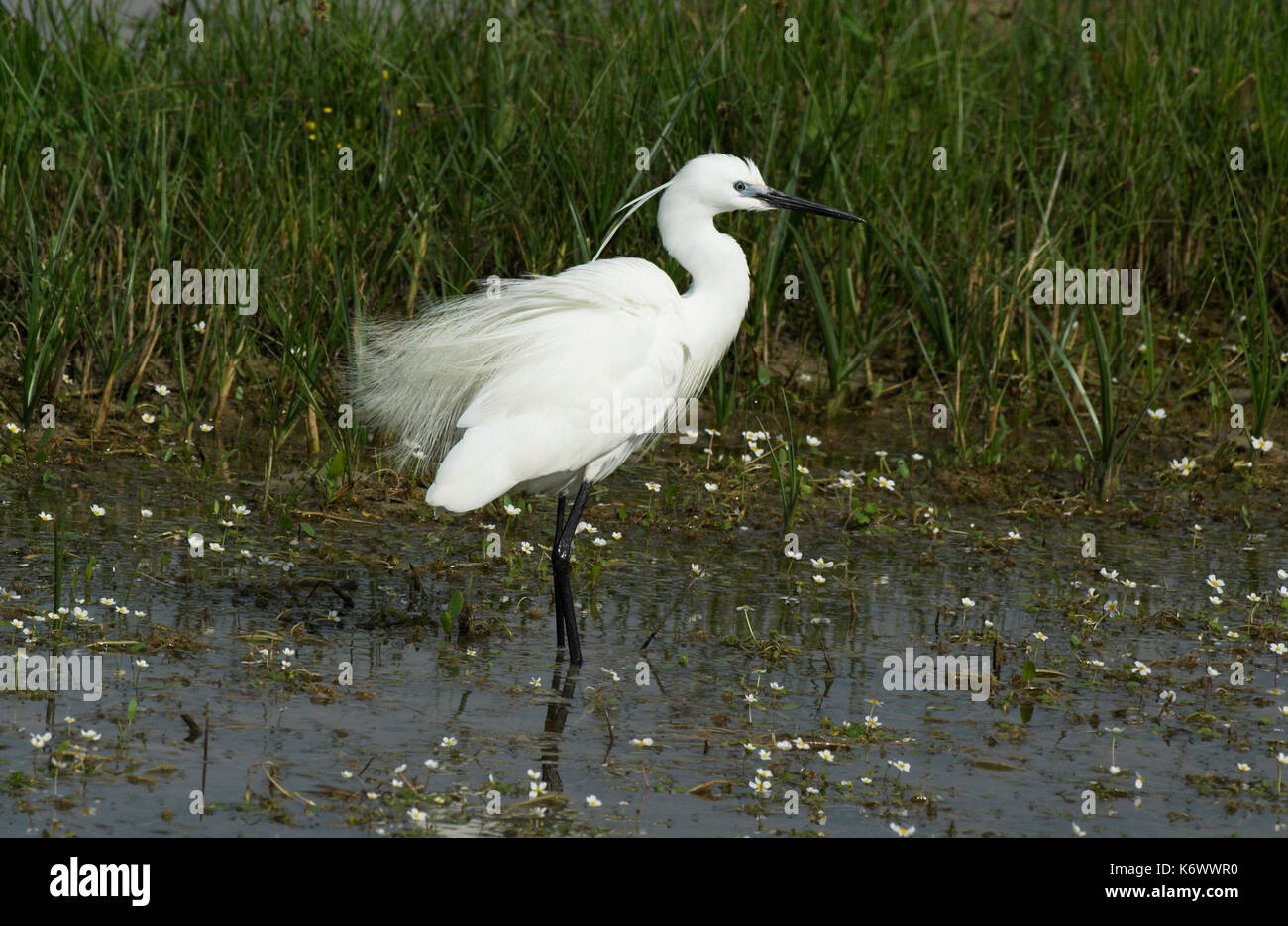 Seidenreiher, Egretta garzetta, Coto Donana Nationalpark, Andalusien, Andalusien, Stockfoto