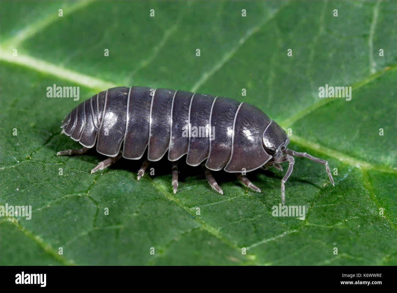 Gemeinsame Woodlouse, Oniscus asellus, auf Blatt in Garten, segmentierte Körper, Beine Stockfoto