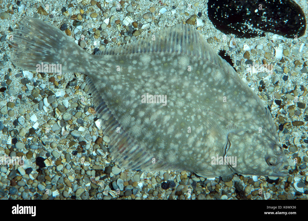Flunder Fisch, Platichthys flesus, Captive, Fisch, Fische, auf Meeresboden getarnt. Stockfoto