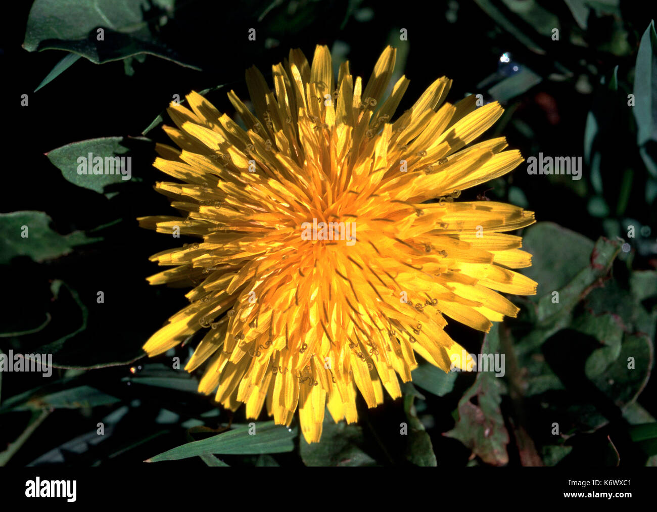 1 von 2 - Löwenzahn Blume Kopf in Tag hellgelb Stockfoto