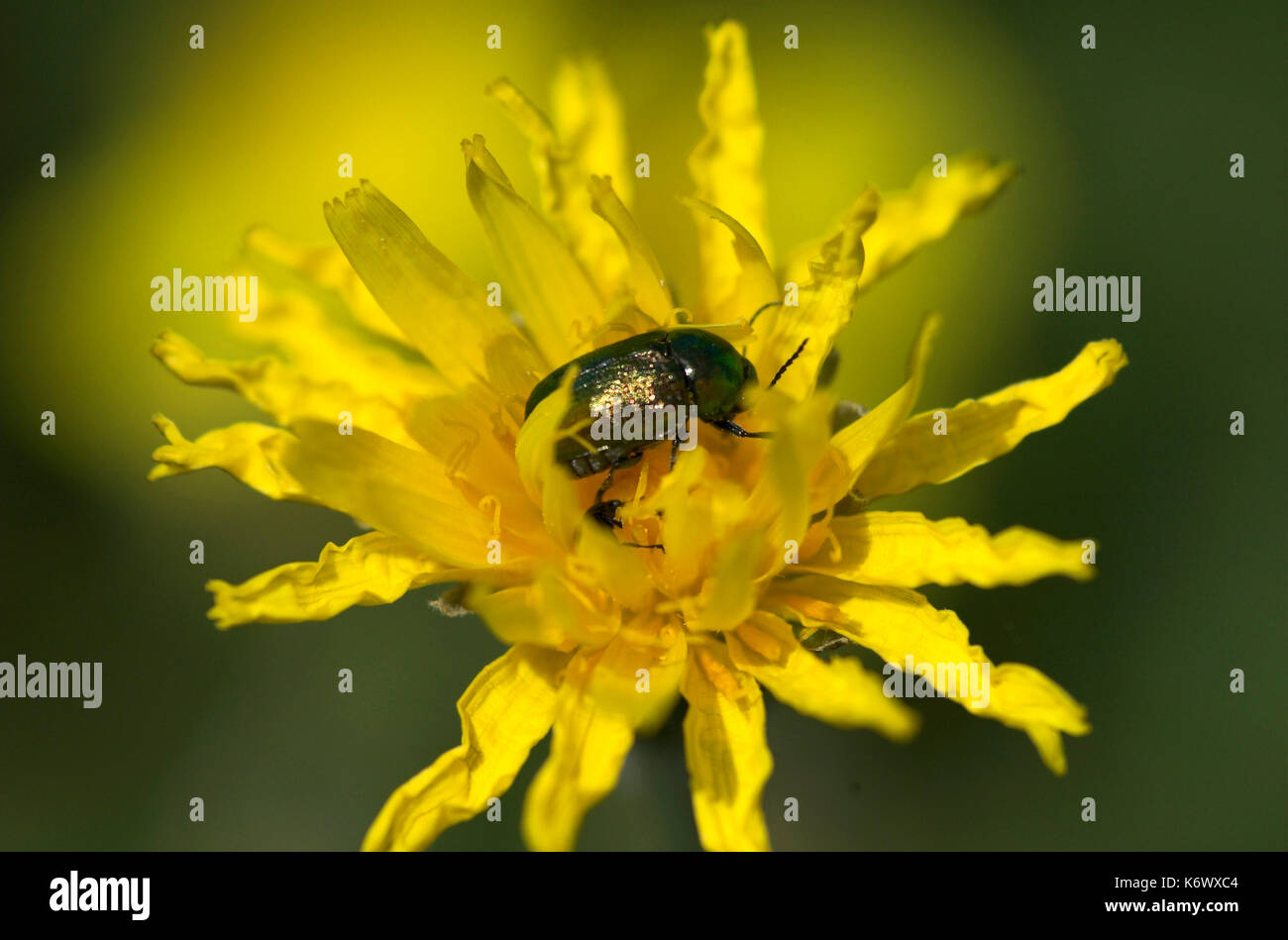 Löwenzahn, Taraxacum Officinale, gelb blühende Kopf mit Rose Käfer Käfer, Cetonia aurata, Kent, grüne Farbe. Stockfoto