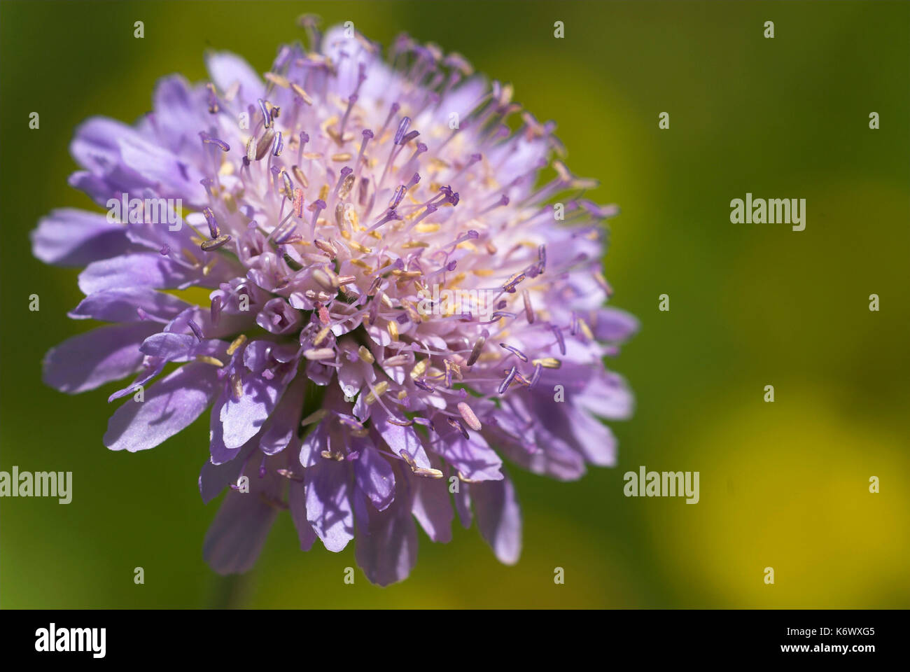 Feld-witwenblume, Knautia arvensis, Parkgate, Kent, mit lila Blüte Stockfoto