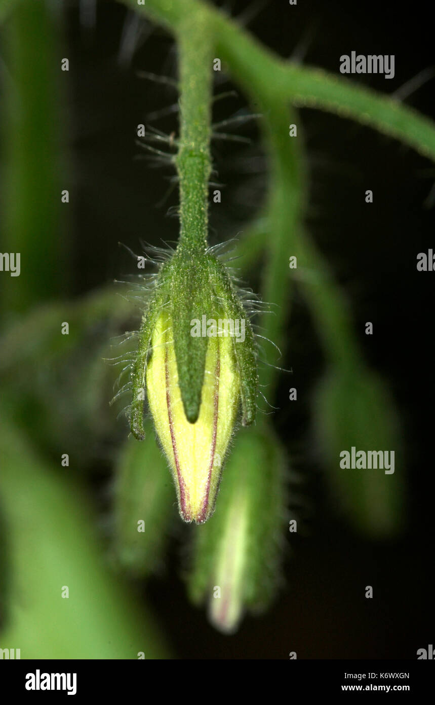 Tomate, Wachstum Sequenz, die von blühenden Knospen zu schließen, zu öffnen, gelbe Blumen Stockfoto