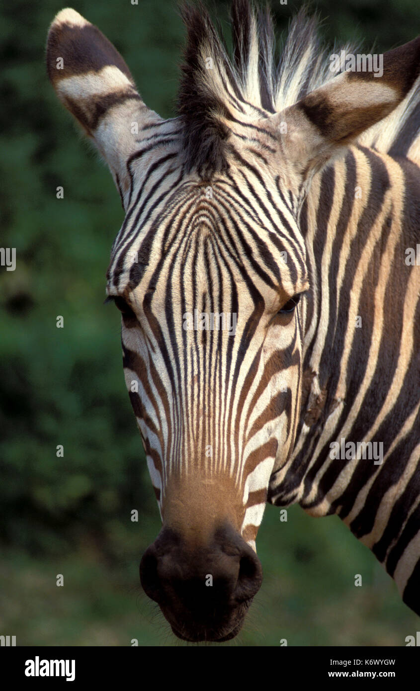 Hartmanns Bergzebra (Equus Zebra), Kopf, Streifen, Gesicht, Nase, Augen, Ohren Stockfoto