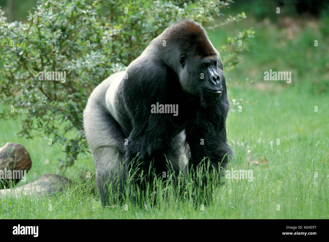 Westlicher Flachlandgorilla (Gorilla Gorilla) - gefangen, Männer stehen auf allen Vieren silverback angezeigt, Uganda Stockfoto