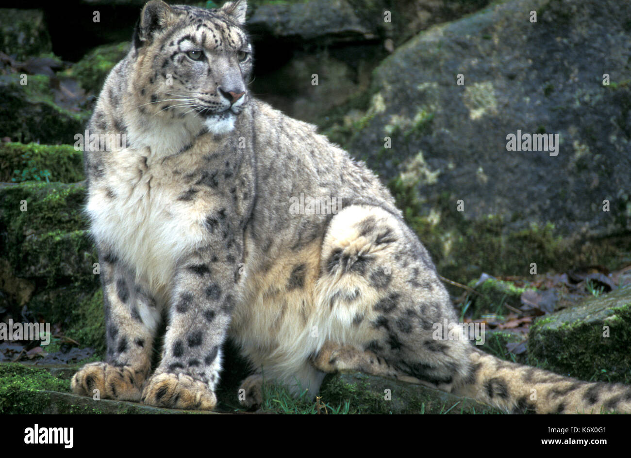 Snow Leopard, Captive, Panthera uncia, fleckige Muster dichtes Fell Stockfoto