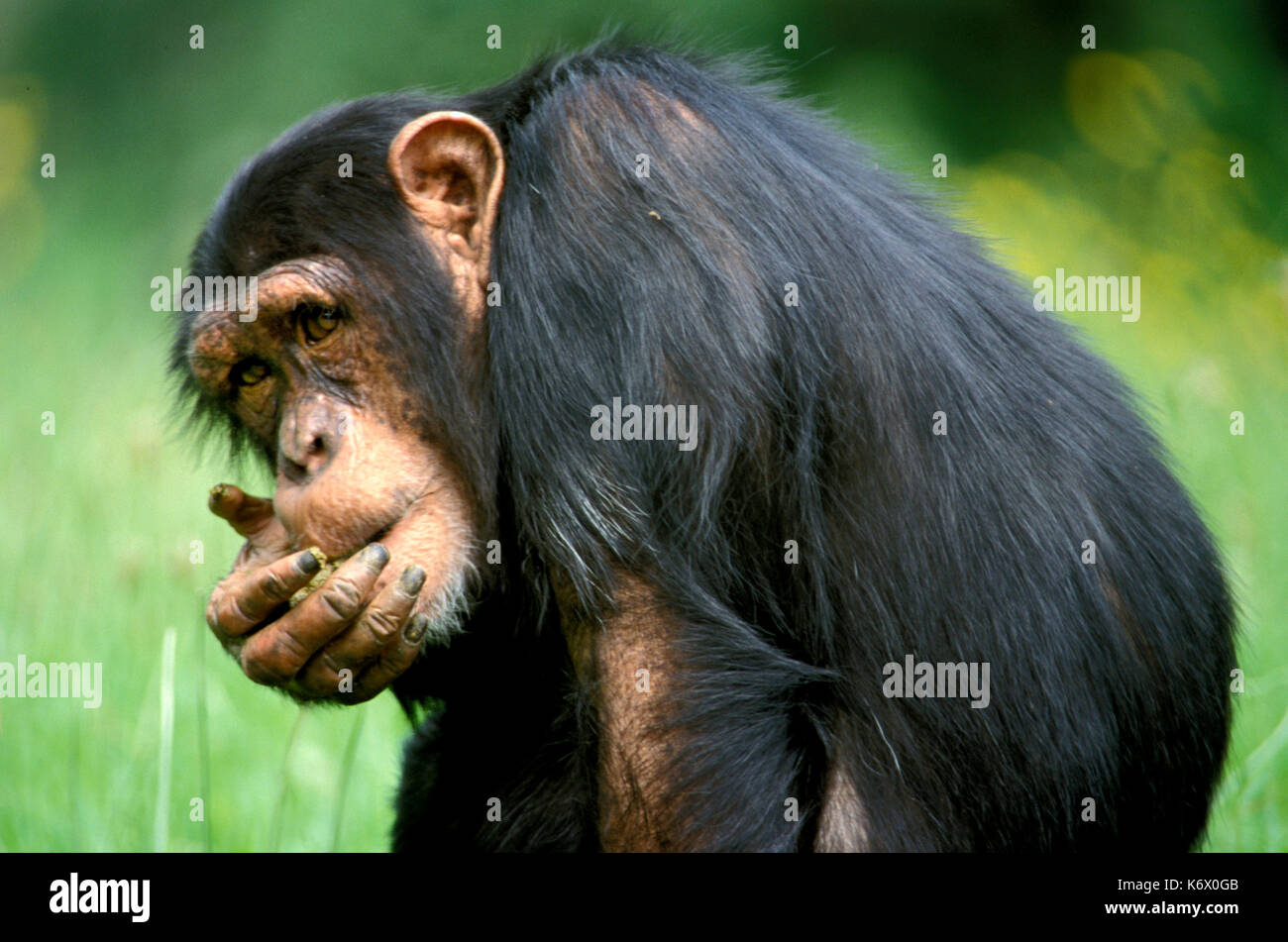 Schimpanse (Pan troglodytes) - gefangen, Fütterung, stammt aus dem westlichen Uganda Stockfoto