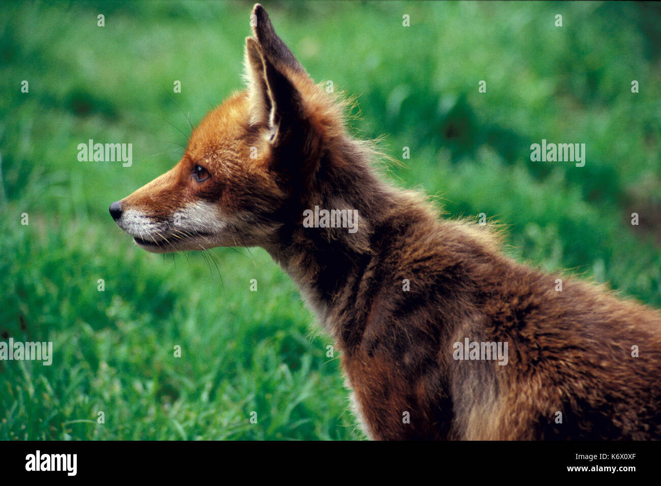 Red Fox (Vulpes vulpes) Seite Profil zeigen Gesicht, Augen und Ohren. Stockfoto