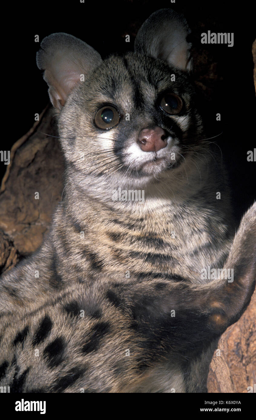 Genet, Genetta genetta, Captive, feliforms, Katzen, Porträt, Gesicht, Augen, kleine gefleckte Ginsterkatze, gemeinsame, europäische Stockfoto