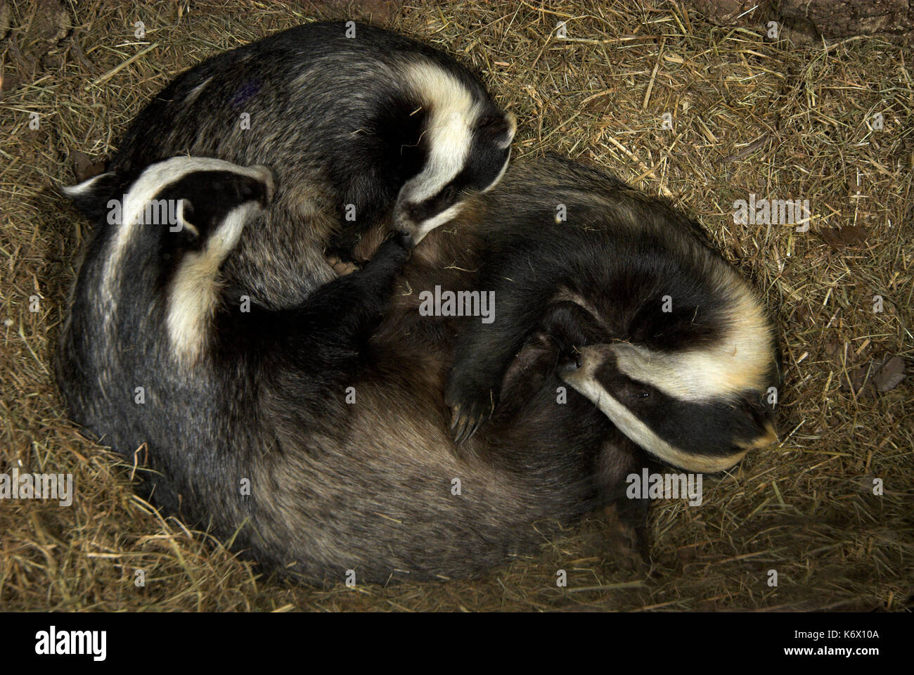 Dachs Meles meles, drei schlafend in Sett u-bahn, Stockfoto