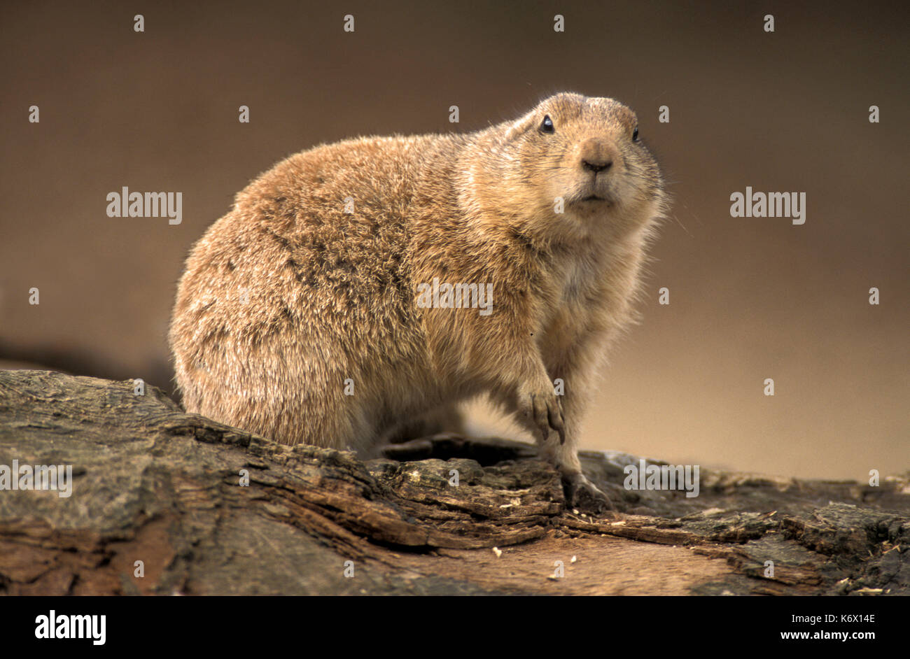 Prairie dog, Gattung Cynomys, Captive, grabende Nagetiere aus dem Grasland von Nordamerika Stockfoto