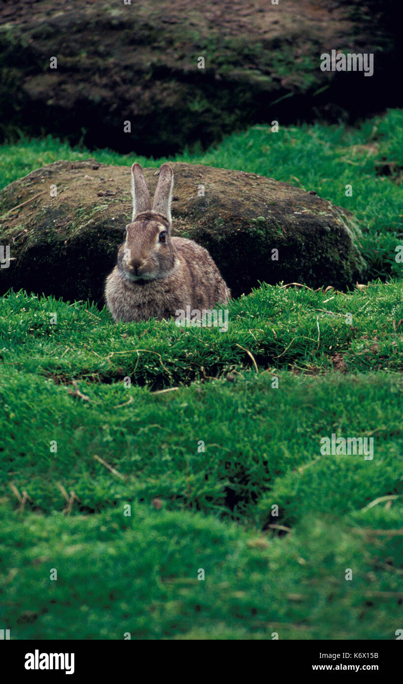 Wilde Kaninchen, Oryctolagus cuniculus, durch graben Stockfoto