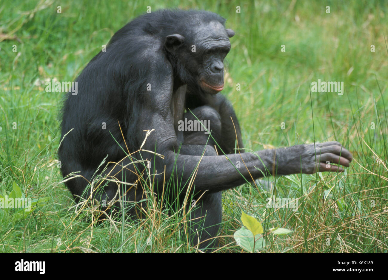 Bonobo, Pan paniscus, Afrika, Captive, Erwachsene sitzen, stammt aus dem Kongobecken, Zentralafrika Stockfoto