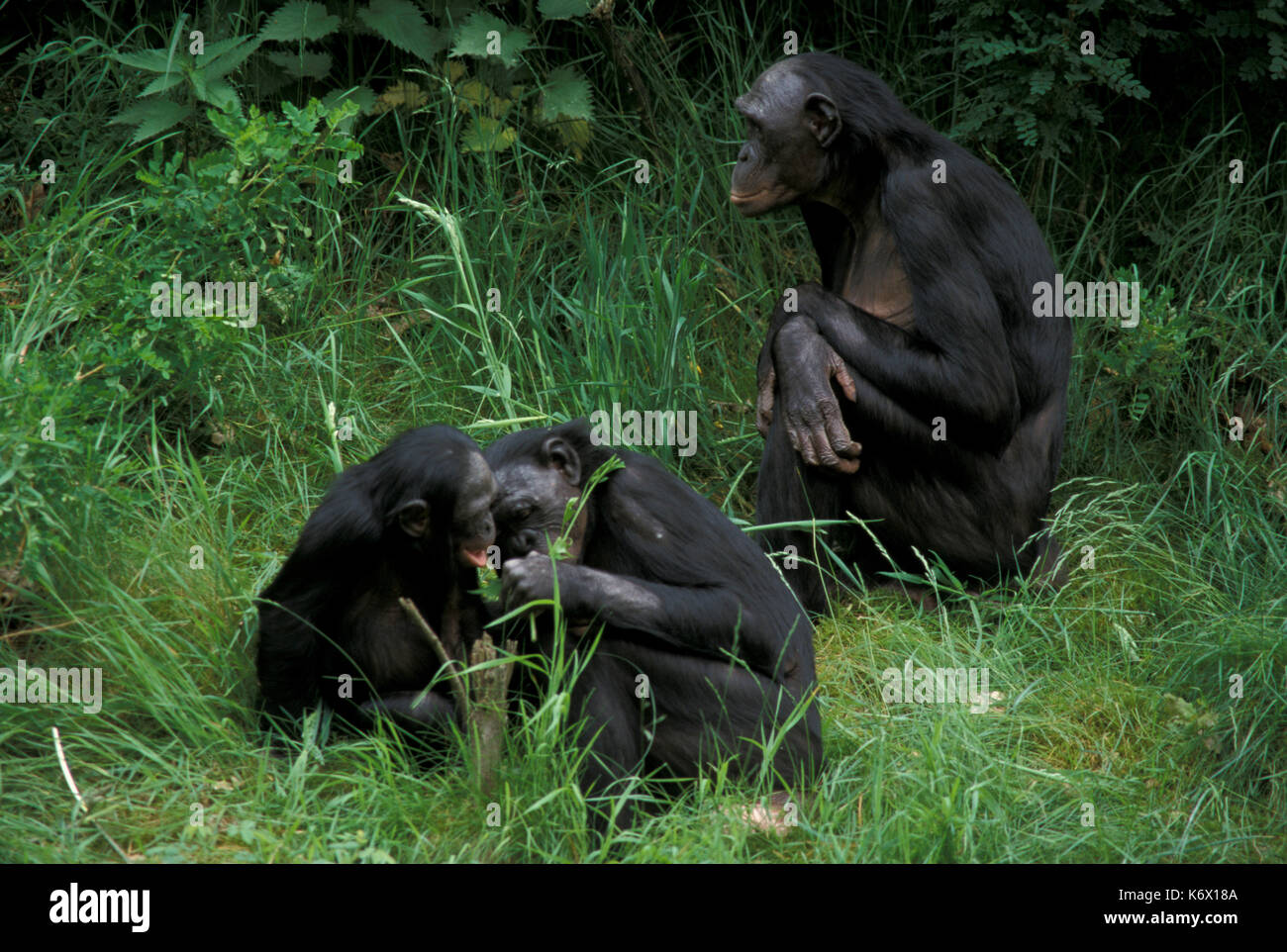 Bonobo, Pan paniscus, Afrika, Captive, Erwachsene mit Jungen, stammt aus dem Kongobecken, Zentralafrika Stockfoto