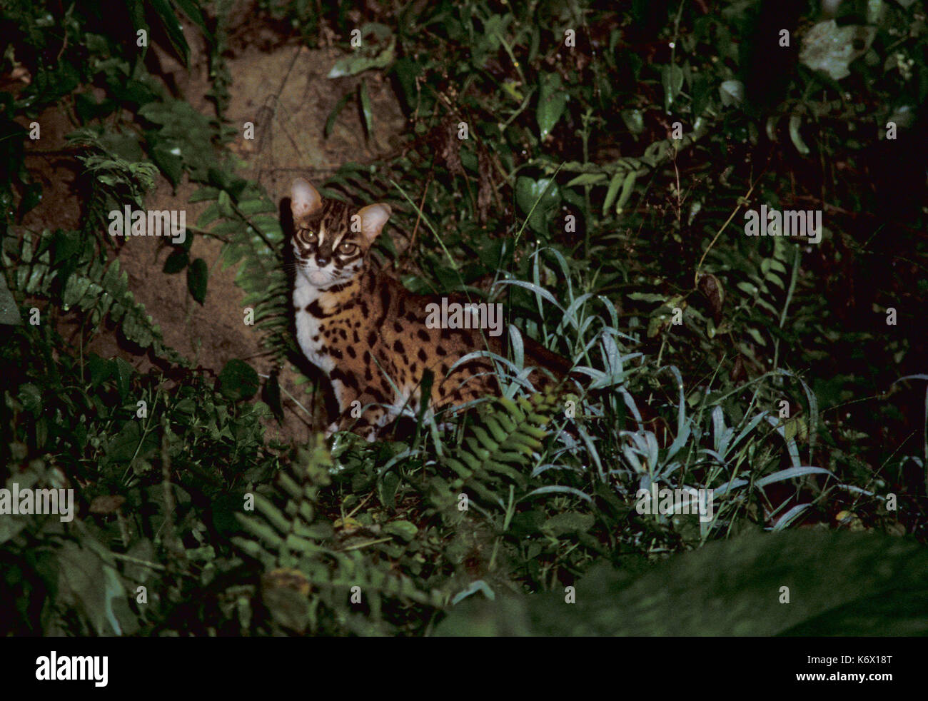 Leopard Cat, Prionailurus bengalensis, Tabin, Sabah, in der Nacht im Wald, felis Stockfoto