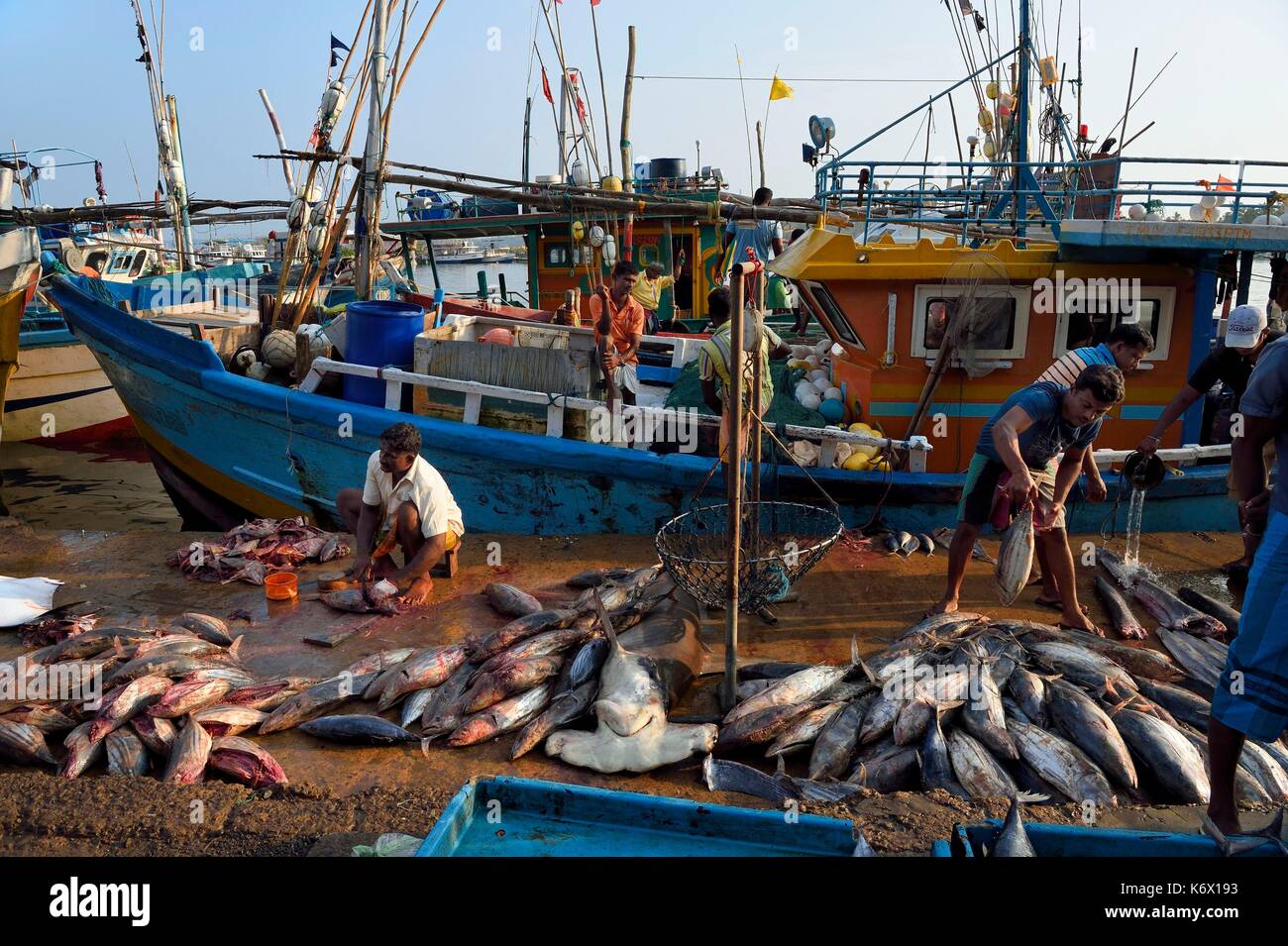 Sri Lanka, Bundesland Kärnten, Matara Distrikt, Weligama, Mirissa Fischerei Hafen, Wiegen und den Verkauf von Fisch auf dem Dock auf dem Angeln zurück, Hammerhai Stockfoto