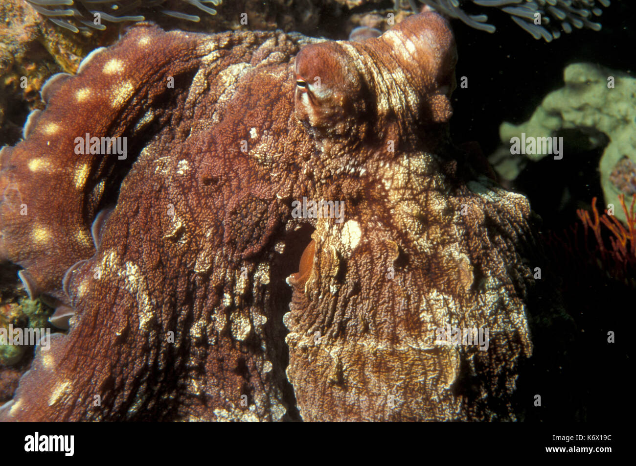 Nahaufnahme des Oktopus Kopf, Thailand, Kopffüßer, Augen, Camouflage Stockfoto